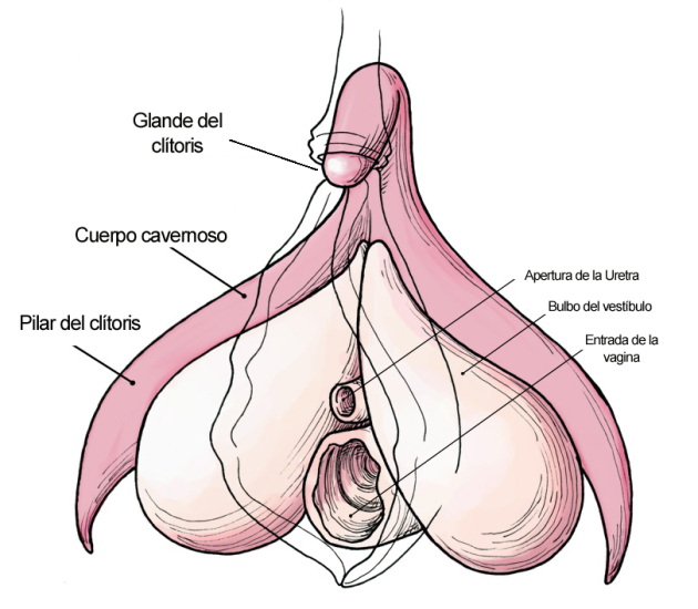 Clitoris_anatomy_labeled-en copia