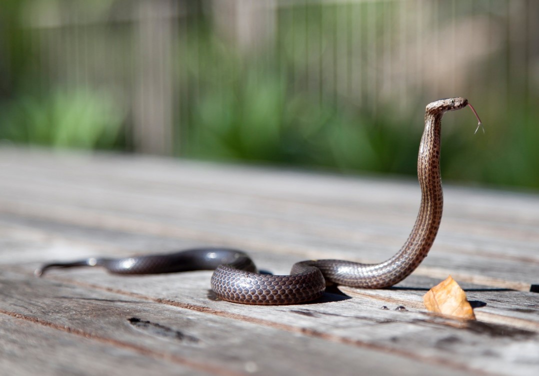 11 maneras de hacer una cobra