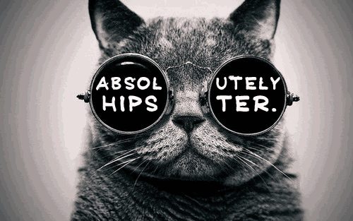 gato-absolutely-hipster-cat