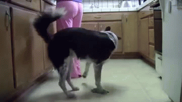 funny-dog-gif-peeing-on-humans-leg