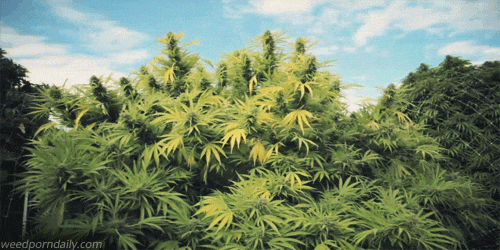 marijuana-plants-stonerdays-gif