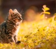Cuidados especiales para que tus gatos disfruten del otoño