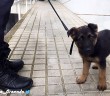 Stan Lee, el cachorro policía de Granada