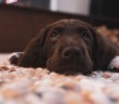 Reino Unido prohíbe la venta de cachorros en tiendas