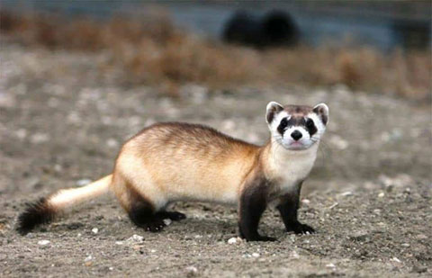 hurón