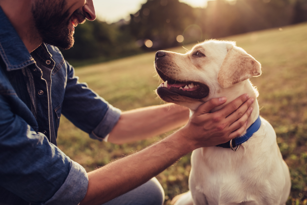 Decirle adiós a tu perro: ¿Cómo seguir adelante cuando el pilar de tu vida se va?