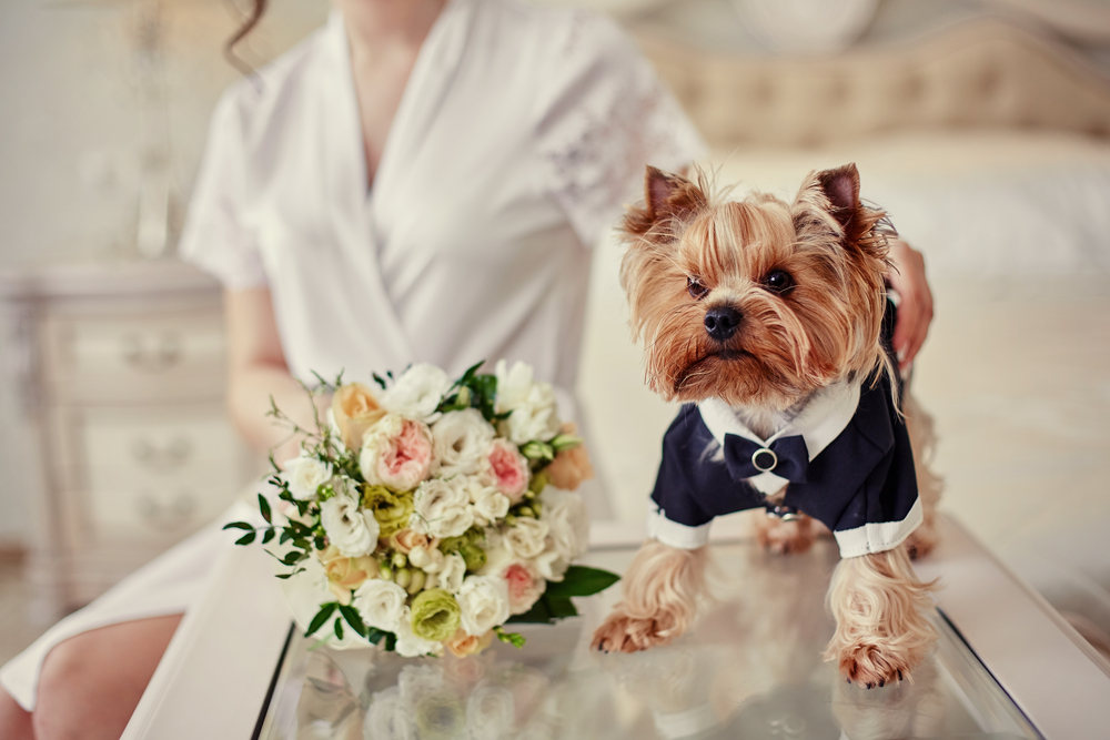 boda con perro