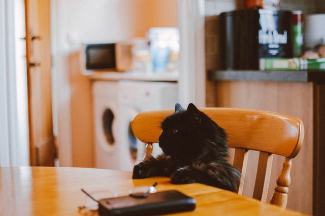 gato