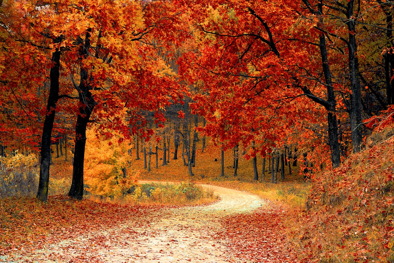 Aprender a soltar, como las hojas en otoño, puede ser hermoso