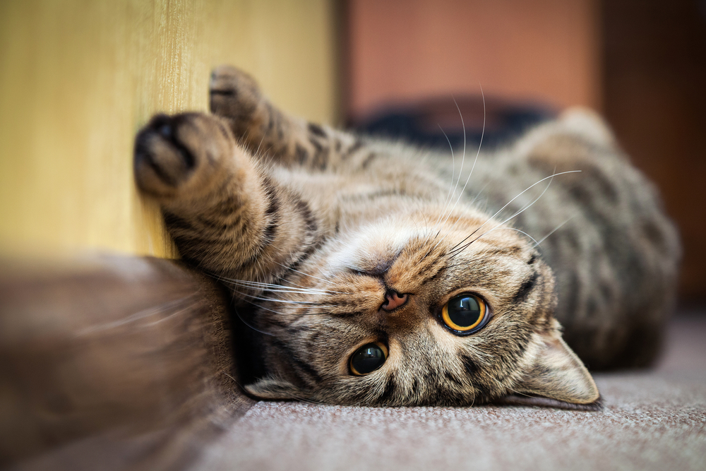 11 razones por las que adoptar un gato es bueno para tu salud