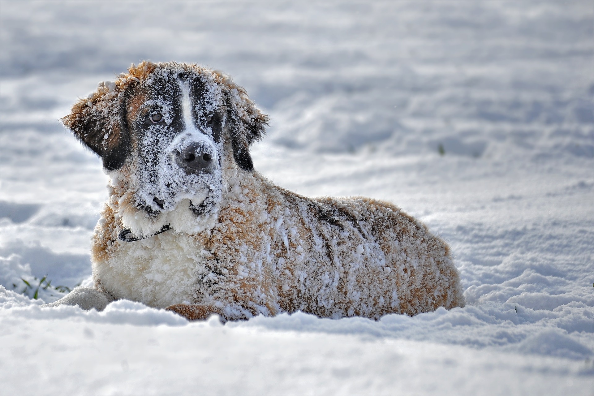Trixie: La crema para la nieve que protege a nuestros perros