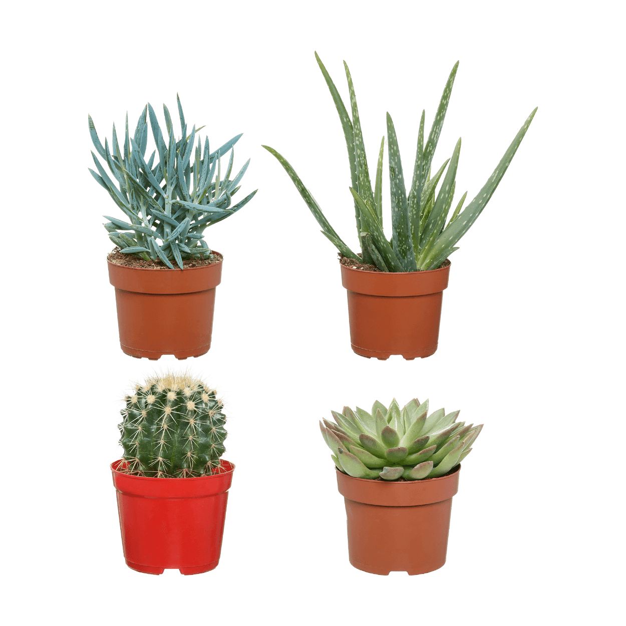 Cactus/suculenta Aldi