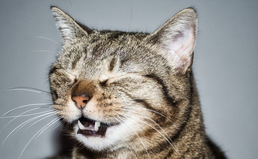 Follodrama: El alérgico a los gatos que se hinchó como un pez globo