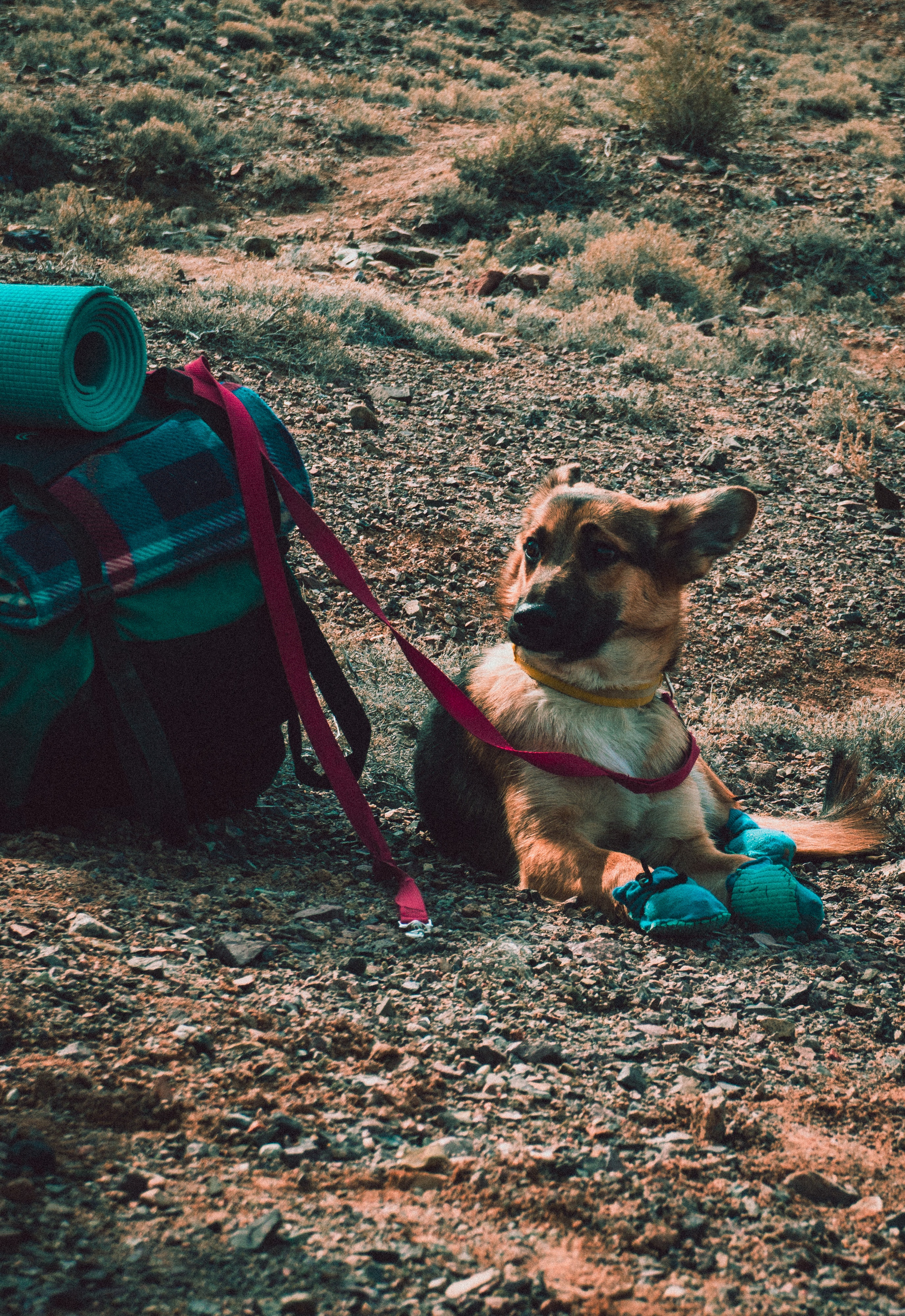 perro camping