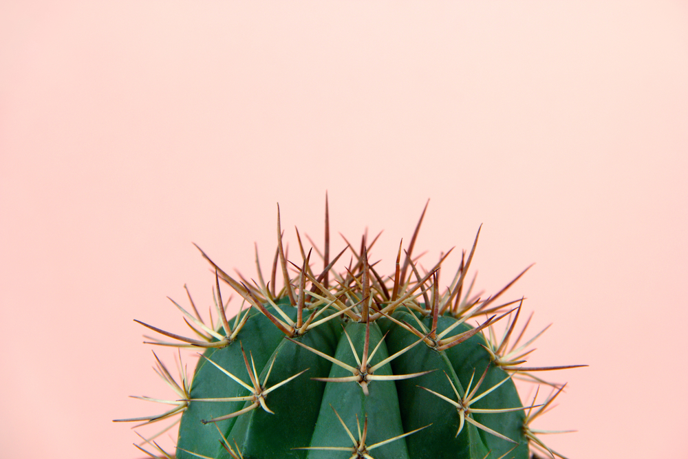 Follodrama: me pinché con un cactus en mitad del acto