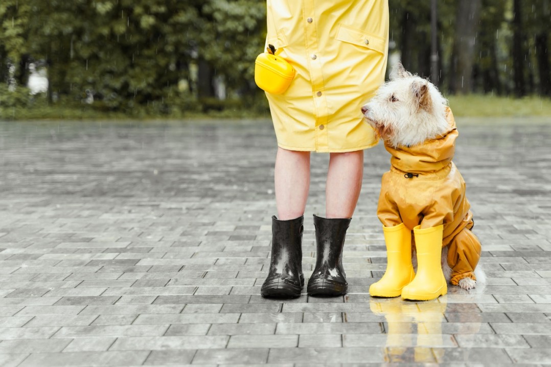 Los productos que necesitabas para mantener a tu perrito seco en las fuertes lluvias