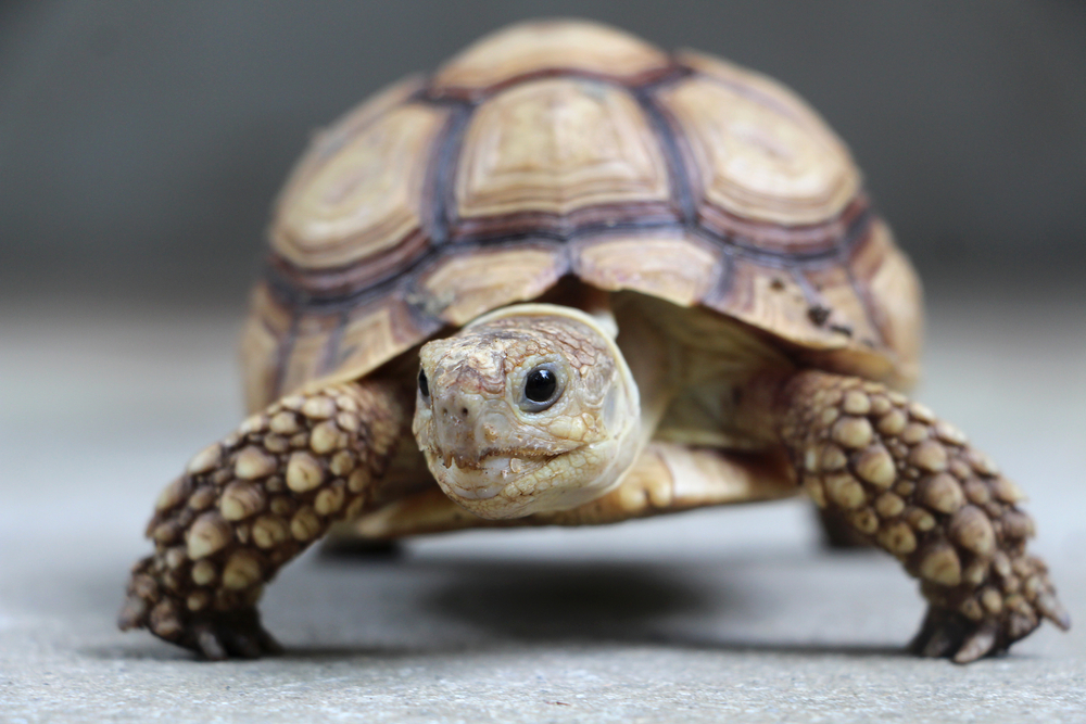 Follodrama: Me pidió que saludara a ‘su tortuga’