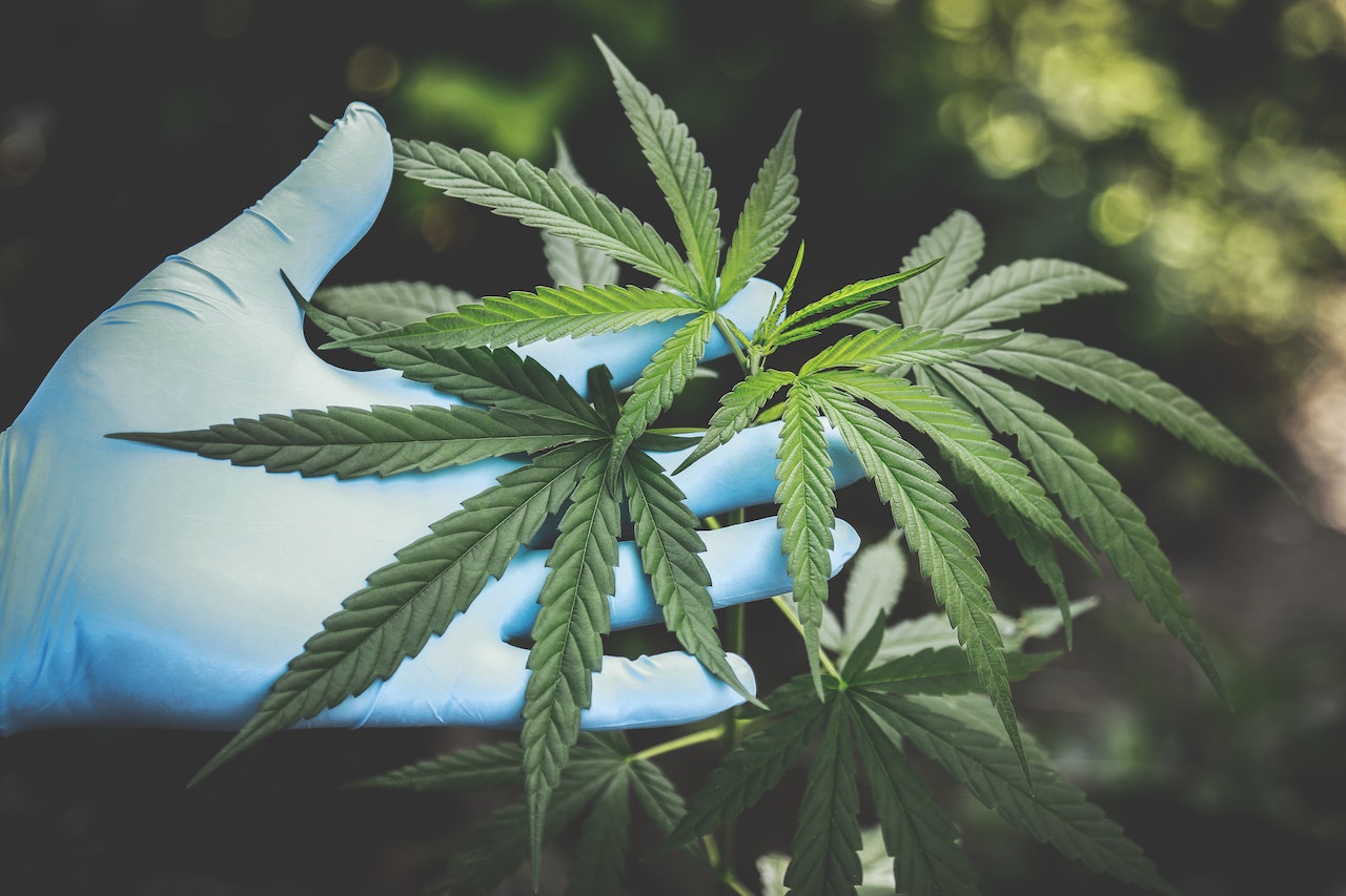 &iquest;C&oacute;mo saber si un aceite de CBD es de alta calidad?