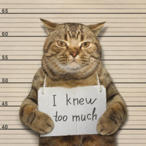Gato detenido con cartel I know too much.