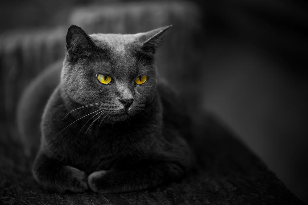 La maldición del gato negro: Me dejaba sin vida sexual