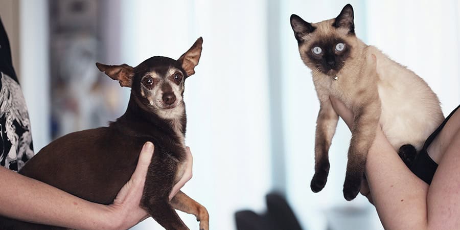 Trabaj&eacute; en una protectora de animales y lo que vi me horroriz&oacute;