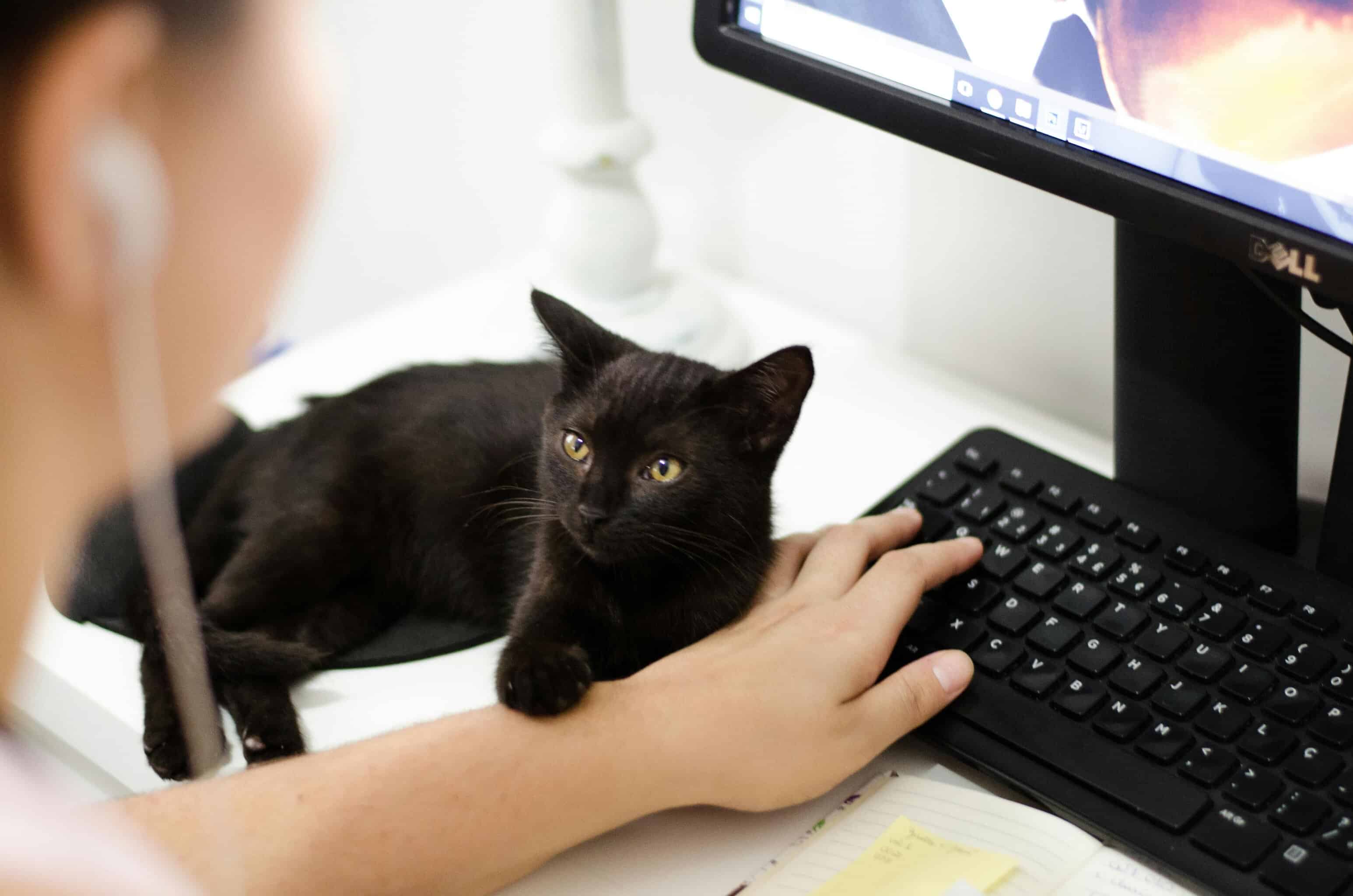Le regal&eacute; un gato y eso acab&oacute; con nuestra relaci&oacute;n