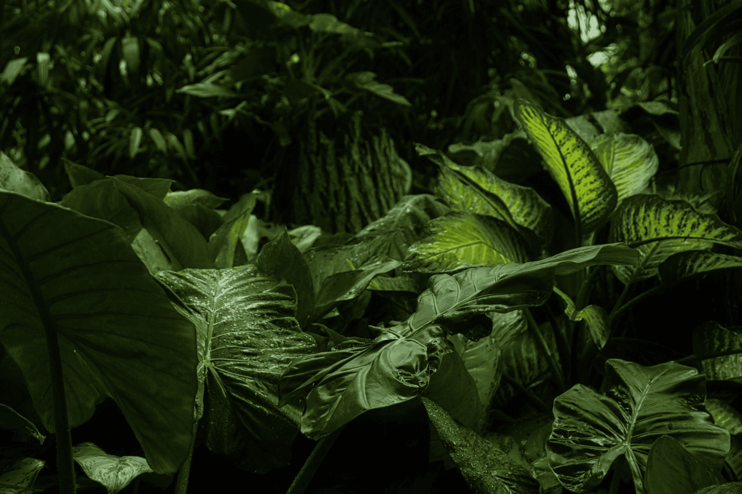 Qu&eacute; llevar a un viaje a la selva sin parecer un explorador perdido
