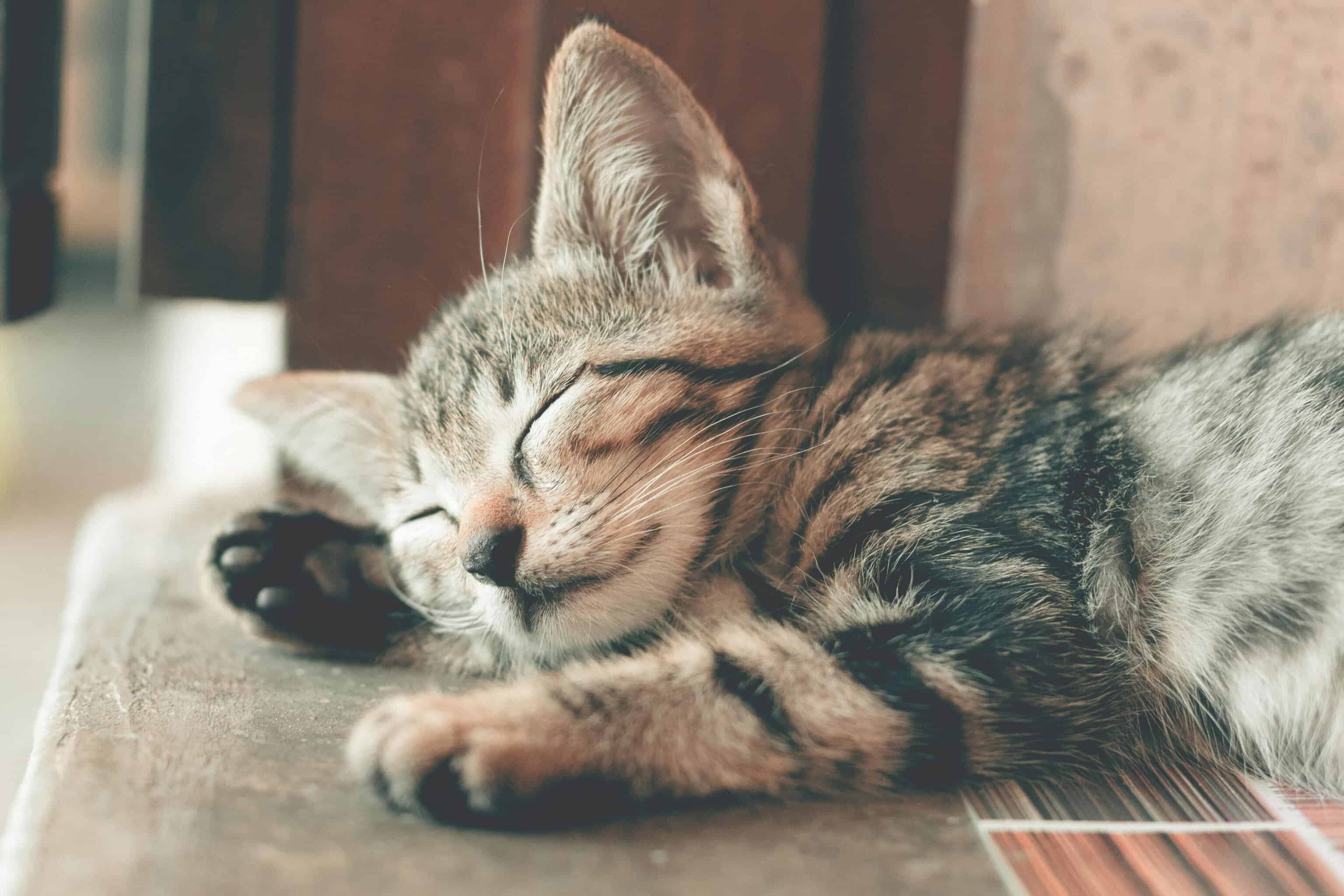 Me amenaz&oacute; con matar a mi gato y eso me dio fuerzas para salir de la relaci&oacute;n