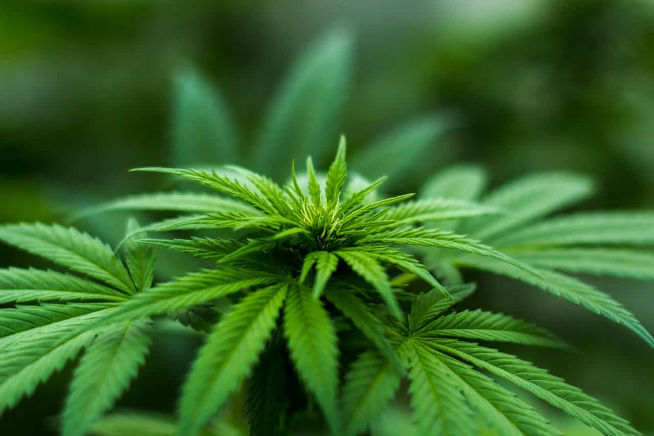 &iquest;Qu&eacute; pasa si una persona toma CBD?