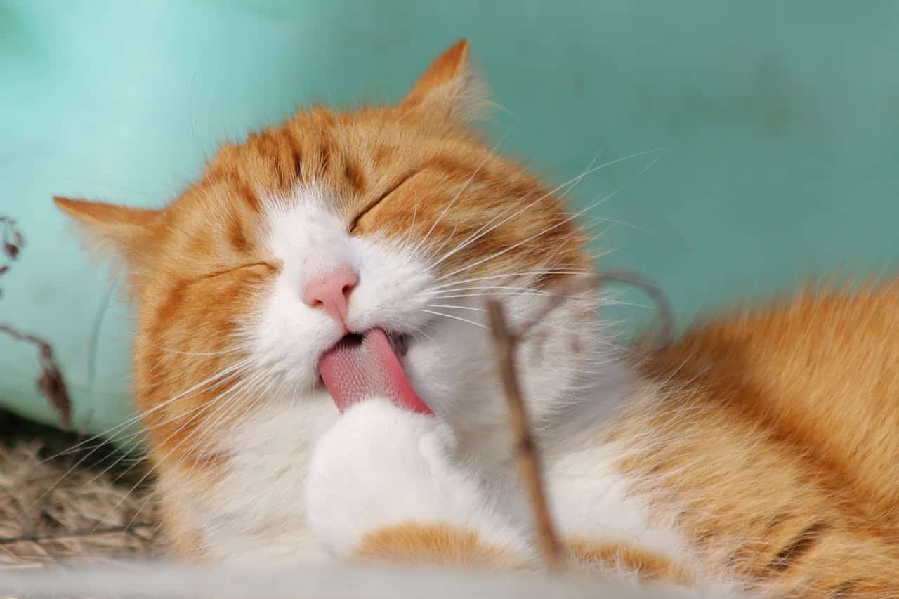 Mi vecina envenen&oacute; a mi gato y me veo obligada a mudarme