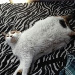 Foto del perfil de La Gata Gorda