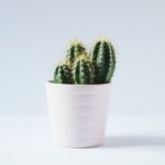 Foto del perfil de Cactus