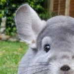 Foto del perfil de Iry R&ucirc;ga