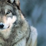 Foto del perfil de Wolf
