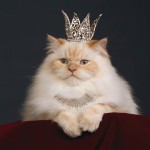 Foto del perfil de Empress Cat