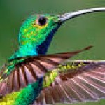 Foto del perfil de Aurora Boreal